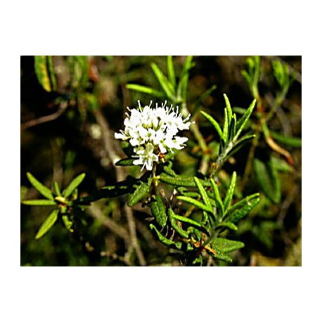 LEDON - ledum groenlandicum