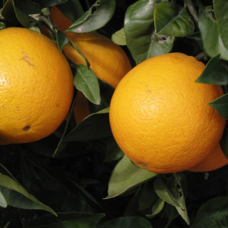 Huile essentielle d'Orange douce ECOCERTIFIABLE - Citrus sinensis ou citrus aurantium dulcis