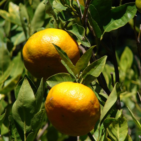 Huile essentielle de Mandarine rouge ECOCERTIFIABLE - citrus reticulata Blanco