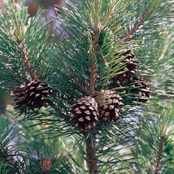 Huile essentielle de Pin sylvestre ECOCERTIFIABLE - Pinus sylvestris