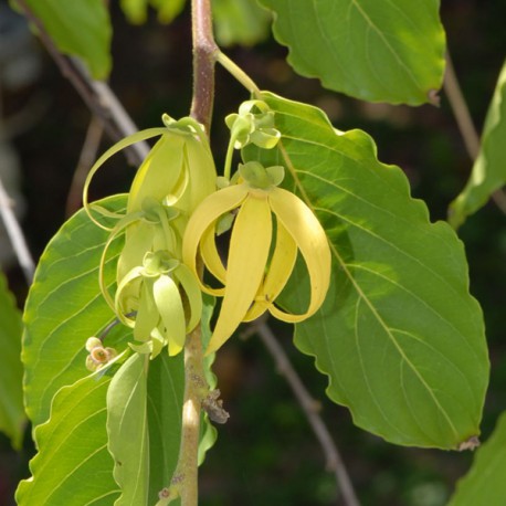 Huile essentielle d'YLANG YLANG COMPLET ECOCERTIFIABLE - cananga odorata