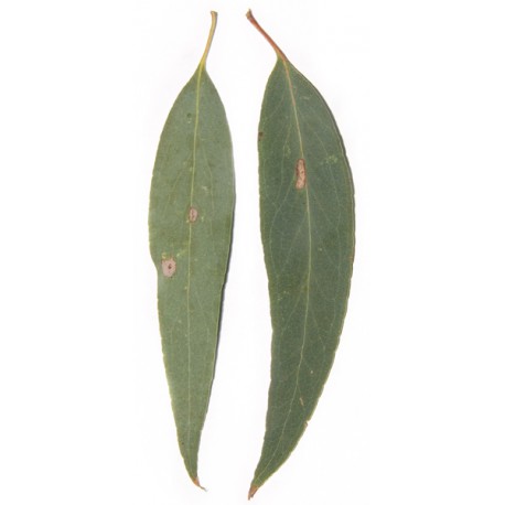 Huile essentielle d'EUCALYPTUS RADIE ECOCERTIFIABLE - eucalyptus radiata