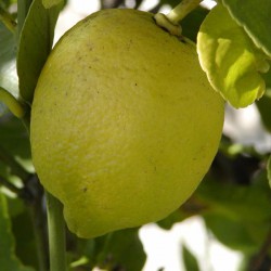 Huile essentielle Citron - citrus limonum
