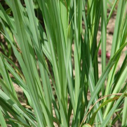 Huile essentielle Lemongrass - cymbopogon citratus