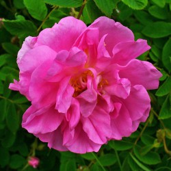 Huile essentielle de Rose de Damas - Rosa damascena