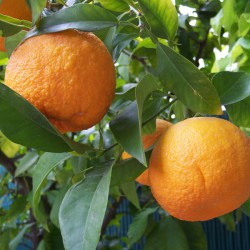 Huile essentielle Petit grain - citrus aurantium