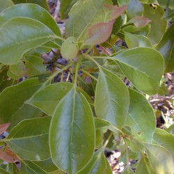 Huile essentielle Ravintsara - cinnamomum camphora