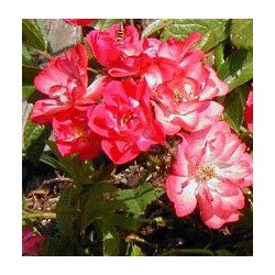 Rose Musquée biologique - Rosa rubiginosa