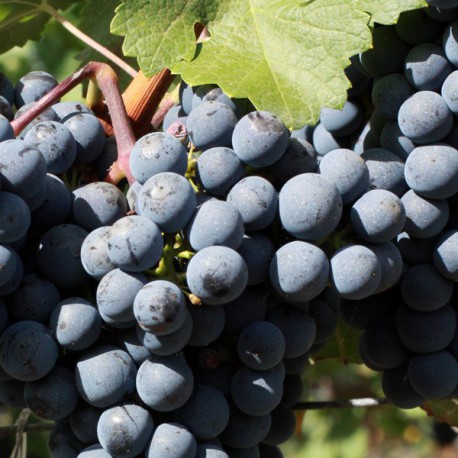Huile végétale de Pépins de raisin vierge - Vitis vinifera