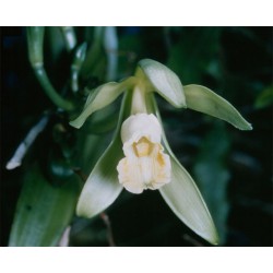 VANILLE BOURBON - vanilla planifolia