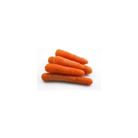 CAROTTE - daucus carota
