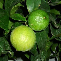 Huile essentielle Bergamote - citrus bergamia