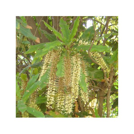 Macadamia BIO - Macadamia intergrifolia
