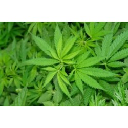 Chanvre vierge - Cannabis sativa
